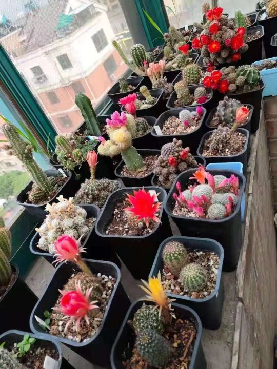 仙人掌进行光合作用是依靠什么（科普仙人掌的小知识）