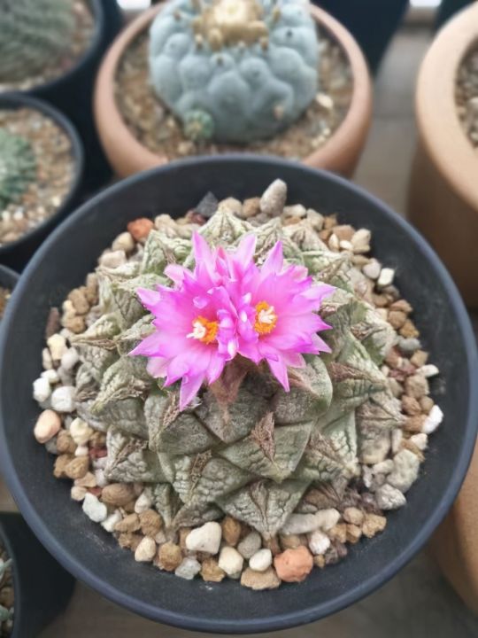 仙人掌进行光合作用是依靠什么（科普仙人掌的小知识）