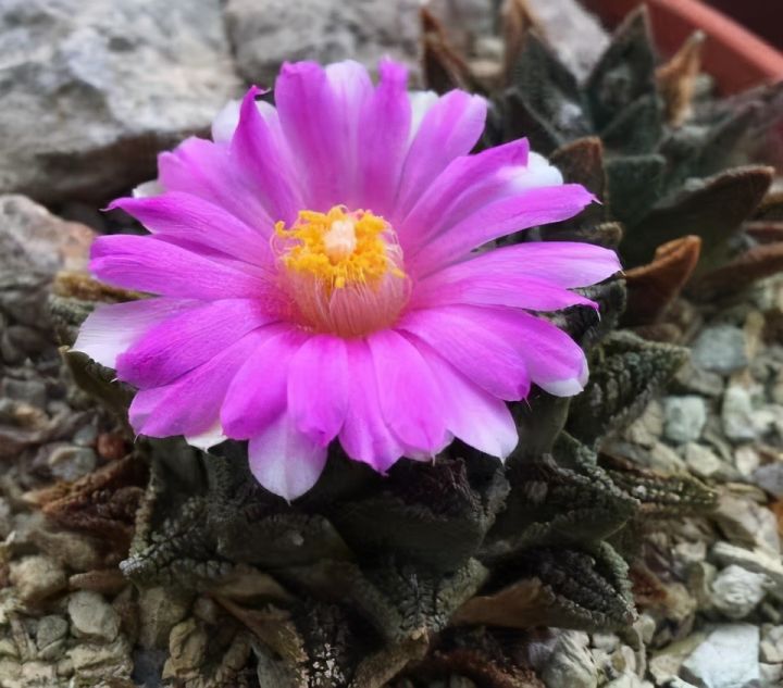 仙人掌进行光合作用是依靠什么（科普仙人掌的小知识）