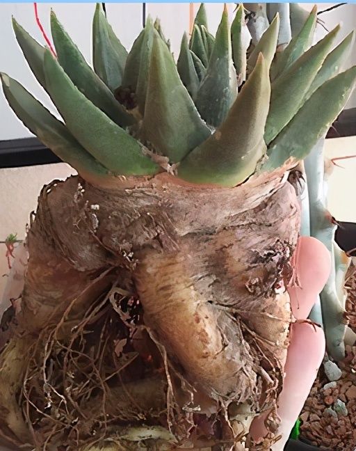 仙人掌进行光合作用是依靠什么（科普仙人掌的小知识）