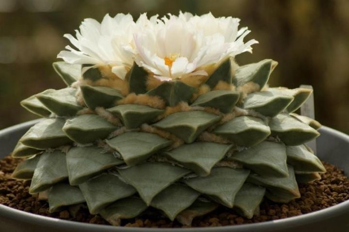 仙人掌进行光合作用是依靠什么（科普仙人掌的小知识）