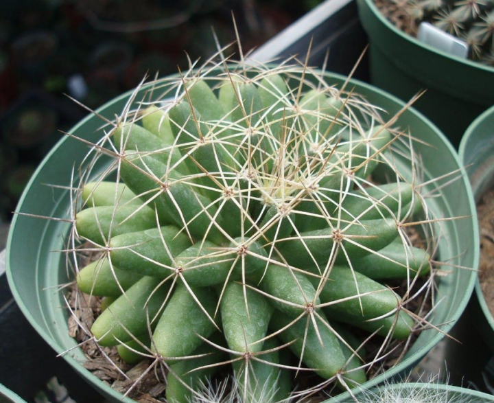 仙人掌进行光合作用是依靠什么（科普仙人掌的小知识）