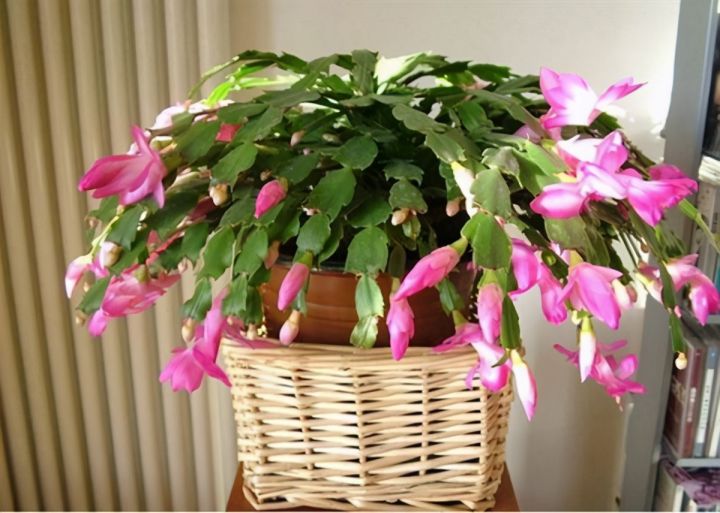 仙人掌进行光合作用是依靠什么（科普仙人掌的小知识）