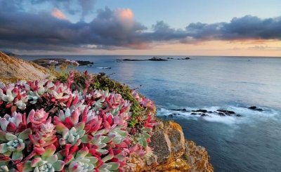 ​仙人掌进行光合作用是依靠什么（科普仙人掌的小知识）