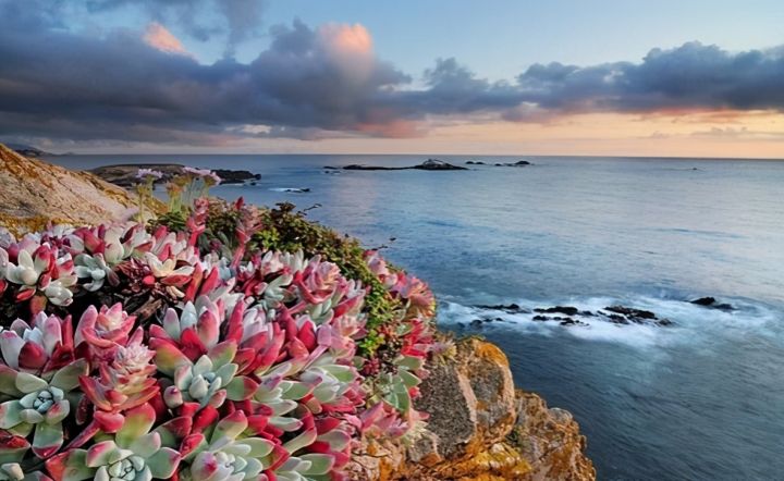 仙人掌进行光合作用是依靠什么（科普仙人掌的小知识）