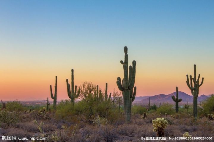 仙人掌进行光合作用是依靠什么（科普仙人掌的小知识）