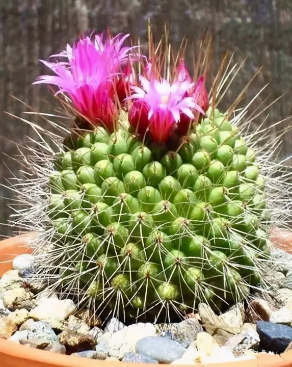 仙人掌进行光合作用是依靠什么（科普仙人掌的小知识）