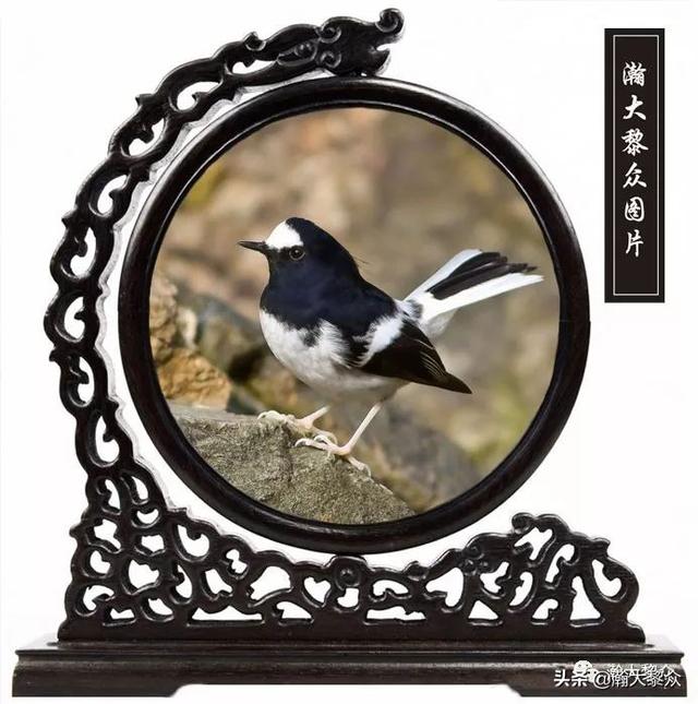 常见观赏鸟有哪些（五观赏鸟大全）(20)