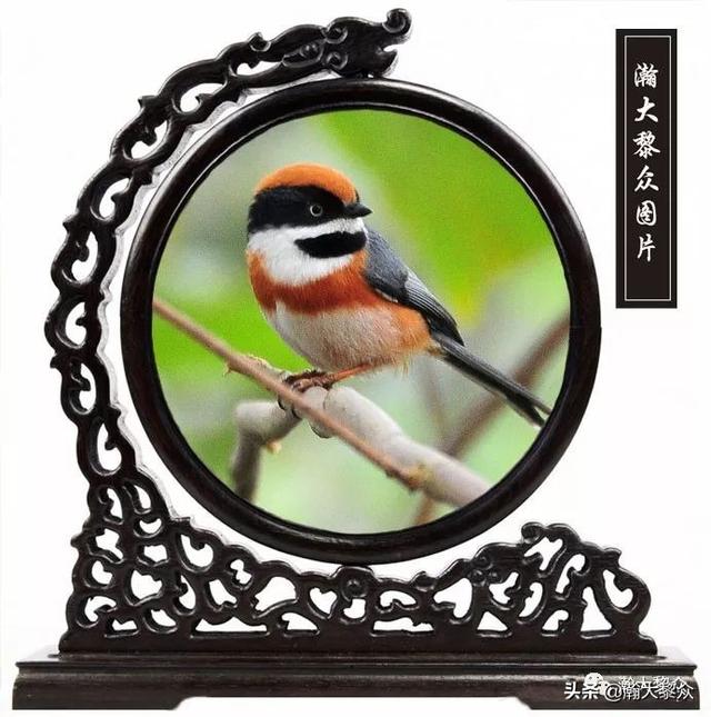 常见观赏鸟有哪些（五观赏鸟大全）(69)