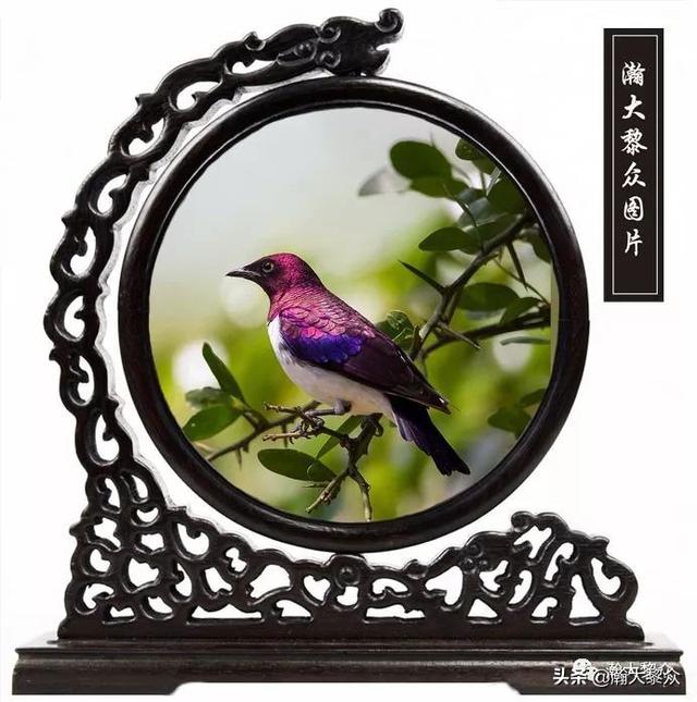 常见观赏鸟有哪些（五观赏鸟大全）(50)