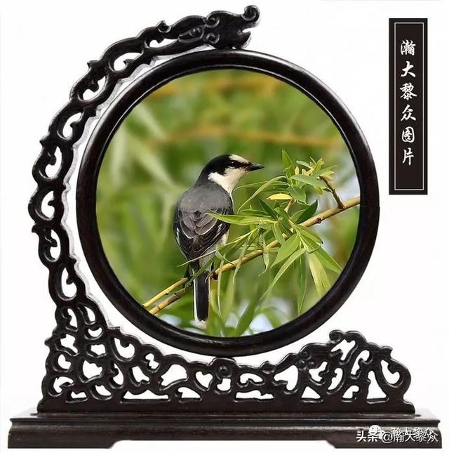 常见观赏鸟有哪些（五观赏鸟大全）(15)