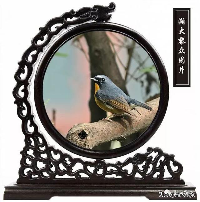 常见观赏鸟有哪些（五观赏鸟大全）(73)