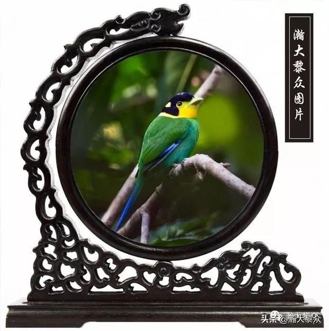 常见观赏鸟有哪些（五观赏鸟大全）(39)