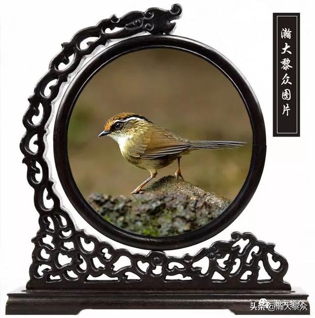 常见观赏鸟有哪些（五观赏鸟大全）(65)