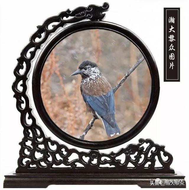 常见观赏鸟有哪些（五观赏鸟大全）(25)