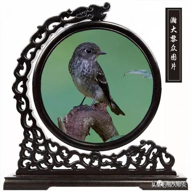 常见观赏鸟有哪些（五观赏鸟大全）(10)