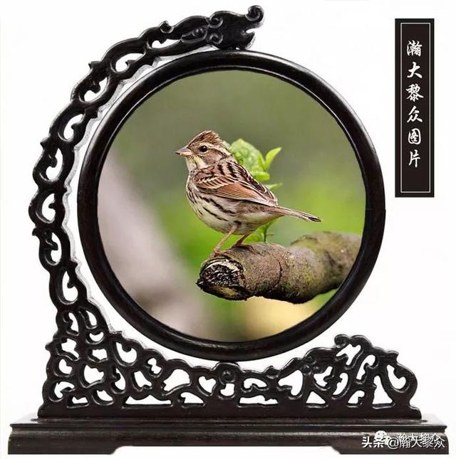 常见观赏鸟有哪些（五观赏鸟大全）(18)