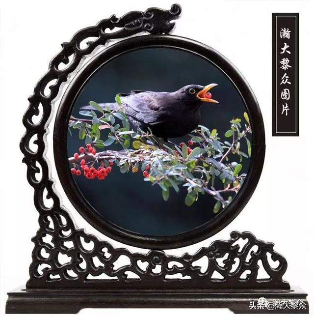 常见观赏鸟有哪些（五观赏鸟大全）(8)