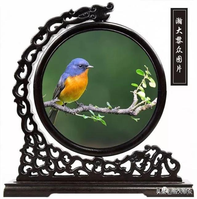 常见观赏鸟有哪些（五观赏鸟大全）(27)