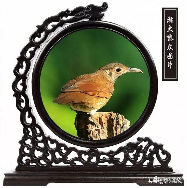 常见观赏鸟有哪些（五观赏鸟大全）(41)