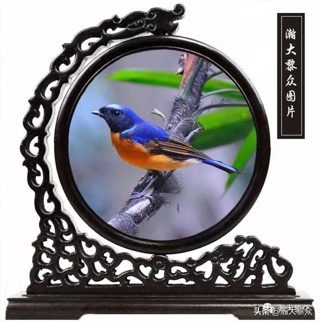 常见观赏鸟有哪些（五观赏鸟大全）(64)