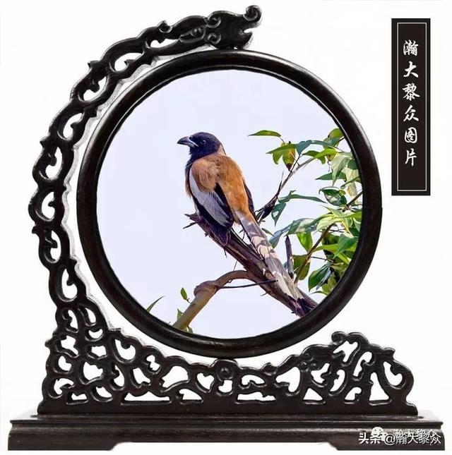 常见观赏鸟有哪些（五观赏鸟大全）(63)