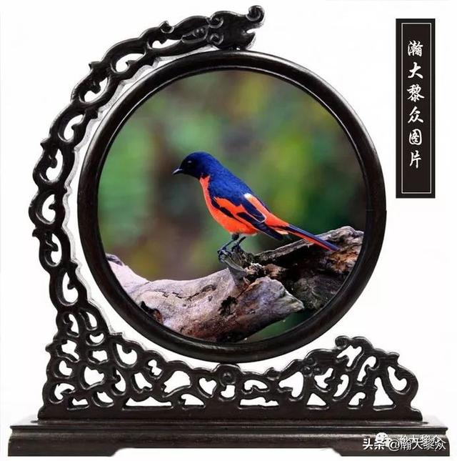 常见观赏鸟有哪些（五观赏鸟大全）(40)