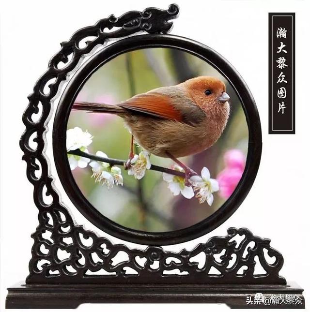 常见观赏鸟有哪些（五观赏鸟大全）(71)