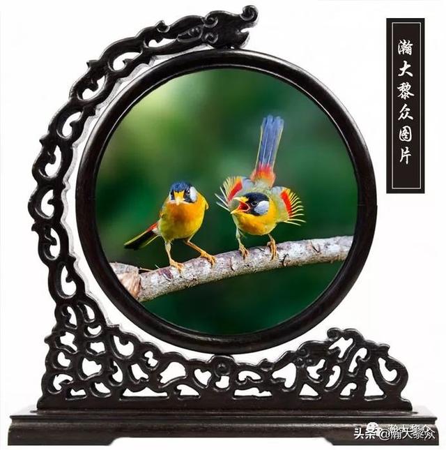 常见观赏鸟有哪些（五观赏鸟大全）(31)