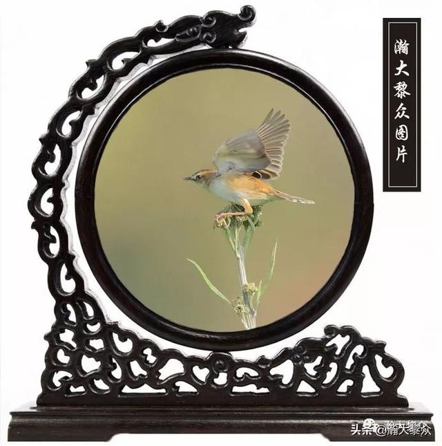 常见观赏鸟有哪些（五观赏鸟大全）(68)