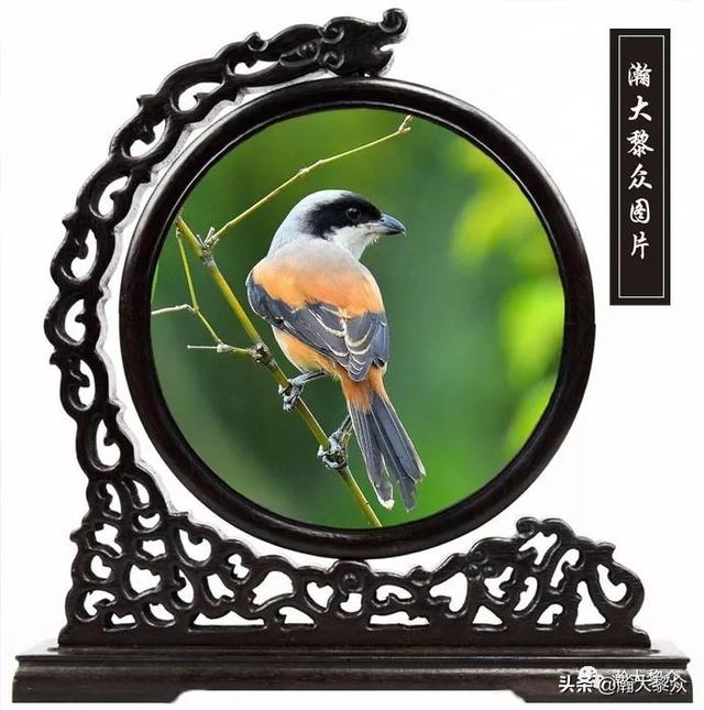 常见观赏鸟有哪些（五观赏鸟大全）(58)