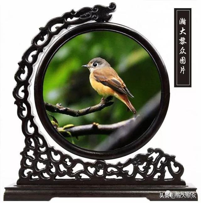 常见观赏鸟有哪些（五观赏鸟大全）(72)