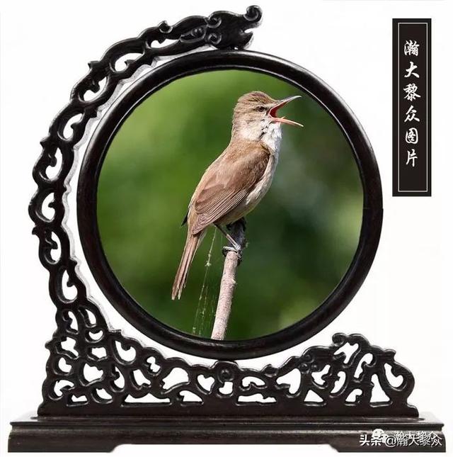 常见观赏鸟有哪些（五观赏鸟大全）(36)