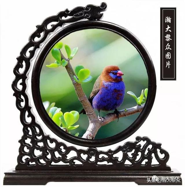 常见观赏鸟有哪些（五观赏鸟大全）(55)