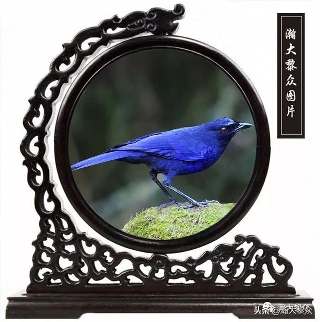 常见观赏鸟有哪些（五观赏鸟大全）(1)