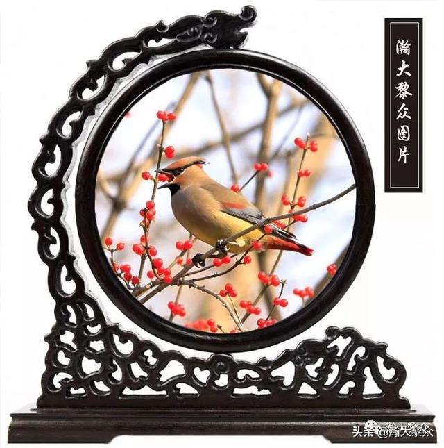 常见观赏鸟有哪些（五观赏鸟大全）(17)