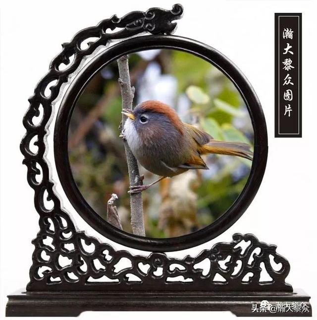 常见观赏鸟有哪些（五观赏鸟大全）(70)