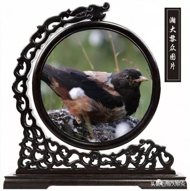 常见观赏鸟有哪些（五观赏鸟大全）(59)