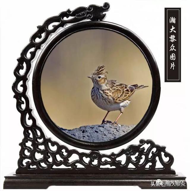 常见观赏鸟有哪些（五观赏鸟大全）(21)