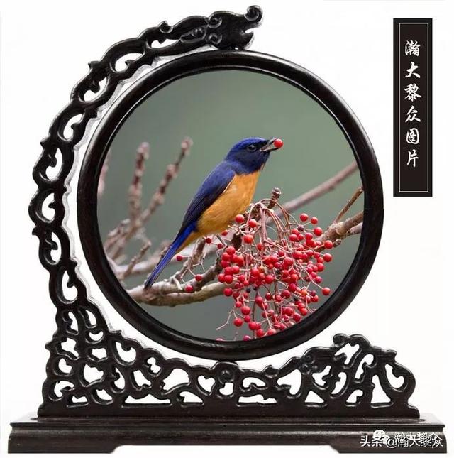 常见观赏鸟有哪些（五观赏鸟大全）(61)