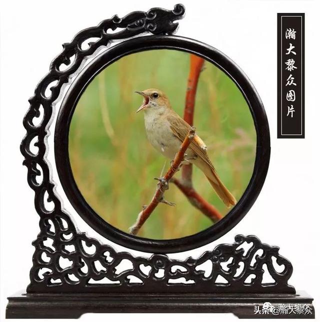 常见观赏鸟有哪些（五观赏鸟大全）(24)