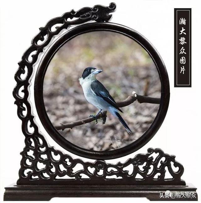 常见观赏鸟有哪些（五观赏鸟大全）(46)