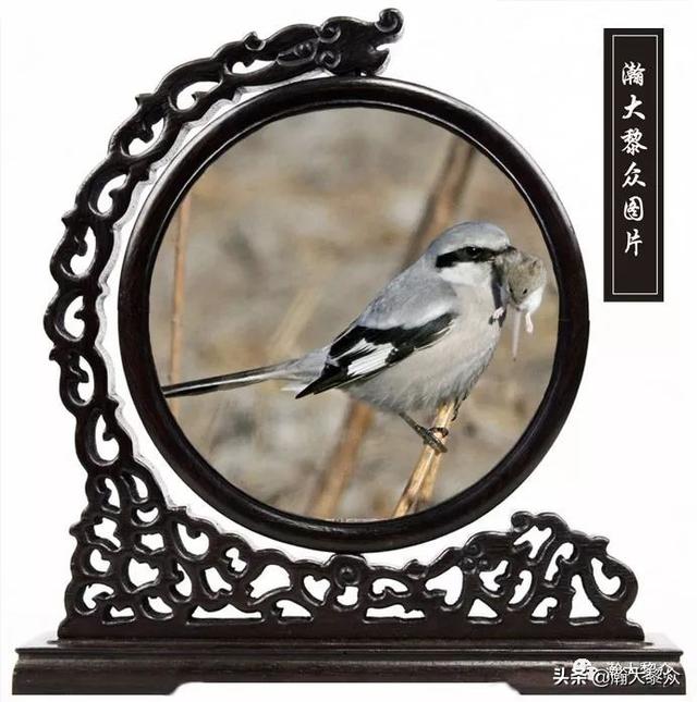 常见观赏鸟有哪些（五观赏鸟大全）(23)