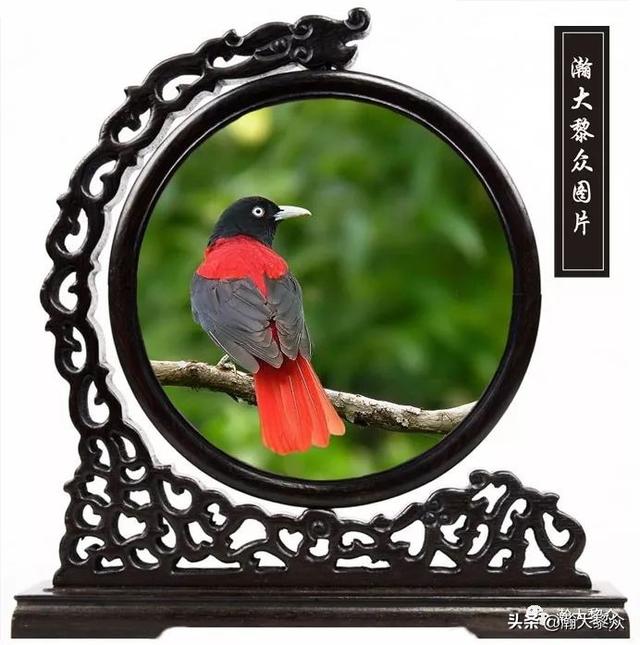 常见观赏鸟有哪些（五观赏鸟大全）(48)