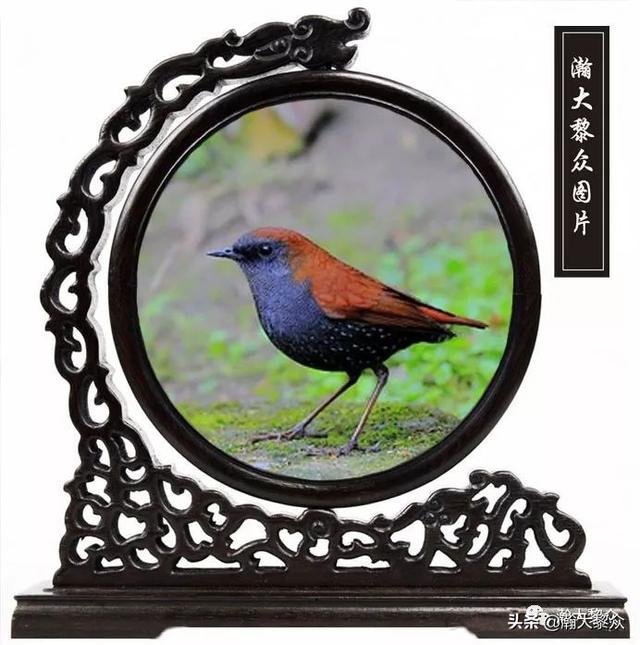 常见观赏鸟有哪些（五观赏鸟大全）(26)