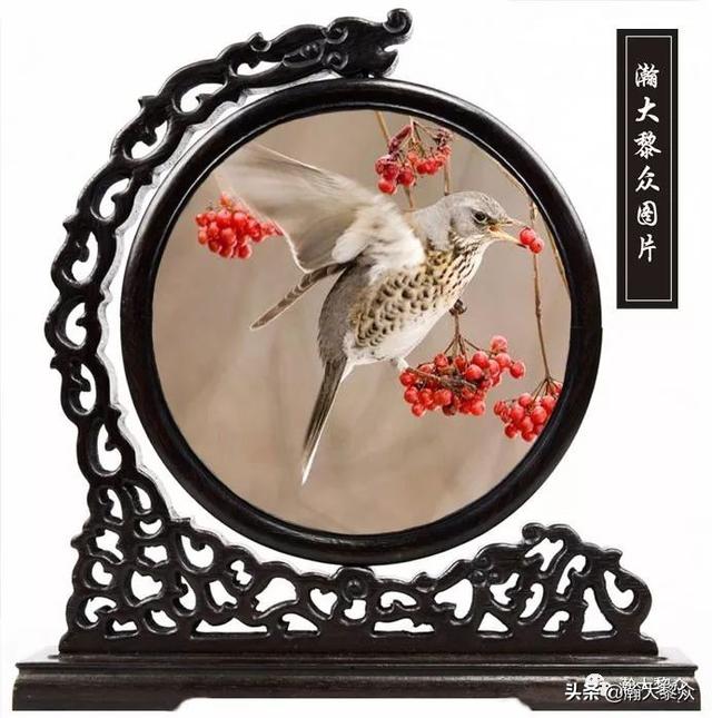 常见观赏鸟有哪些（五观赏鸟大全）(3)