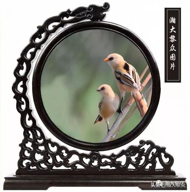 常见观赏鸟有哪些（五观赏鸟大全）(7)