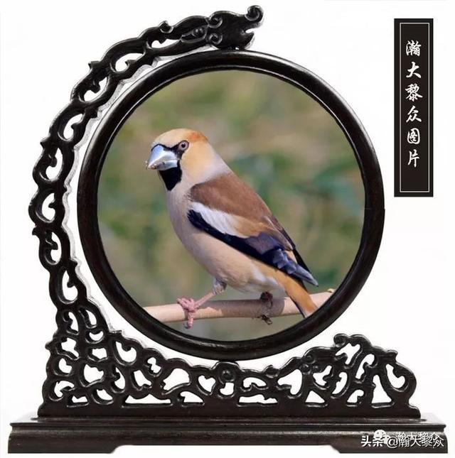 常见观赏鸟有哪些（五观赏鸟大全）(11)