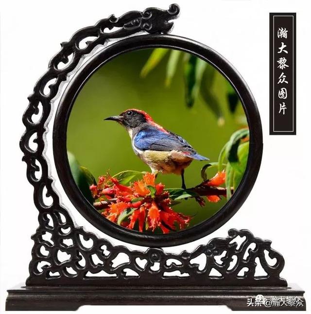 常见观赏鸟有哪些（五观赏鸟大全）(47)