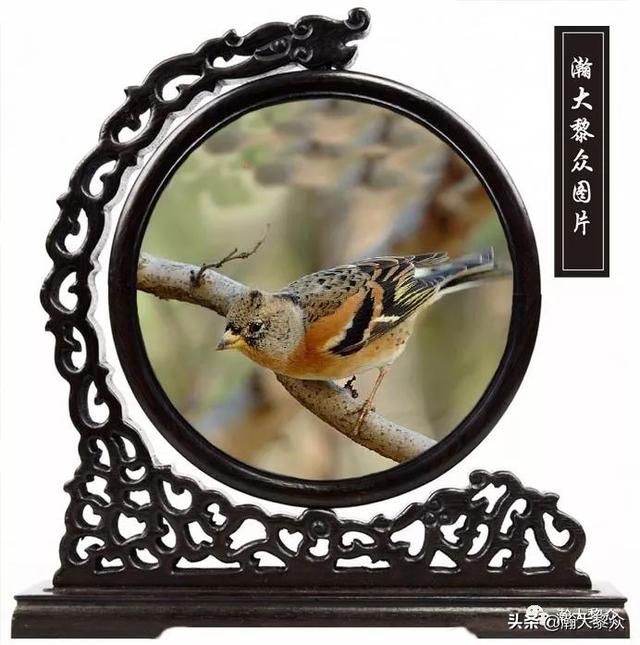 常见观赏鸟有哪些（五观赏鸟大全）(30)